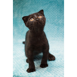 Чёрный котёнок Марио - метис вислоушки в дар