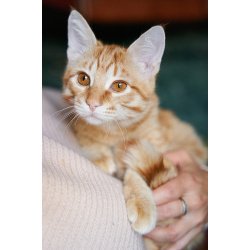 Котёнок Марчелло - рыжее солнышко в добрые руки