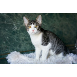 Трогательный, мурчаливый котёнок Месси в добрые руки