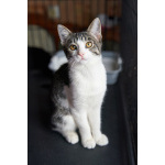 Трогательный, мурчаливый котёнок Месси в добрые руки