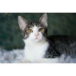 Трогательный, мурчаливый котёнок Месси в добрые руки