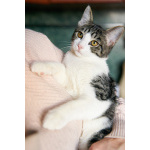 Трогательный, мурчаливый котёнок Месси в добрые руки