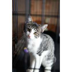 Трогательный, мурчаливый котёнок Месси в добрые руки