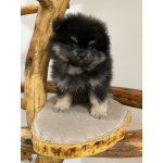 Померанский Шпиц, уникальный черноподпалый щенок мальчик!