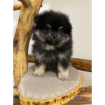 Померанский Шпиц, уникальный черноподпалый щенок мальчик!