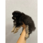 Померанский Шпиц, уникальный черноподпалый щенок мальчик!