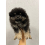 Померанский Шпиц, уникальный черноподпалый щенок мальчик!