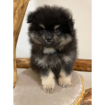 Померанский Шпиц, уникальный черноподпалый щенок мальчик!