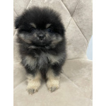Померанский Шпиц, уникальный черноподпалый щенок мальчик!