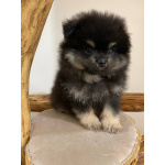 Померанский Шпиц, уникальный черноподпалый щенок мальчик!