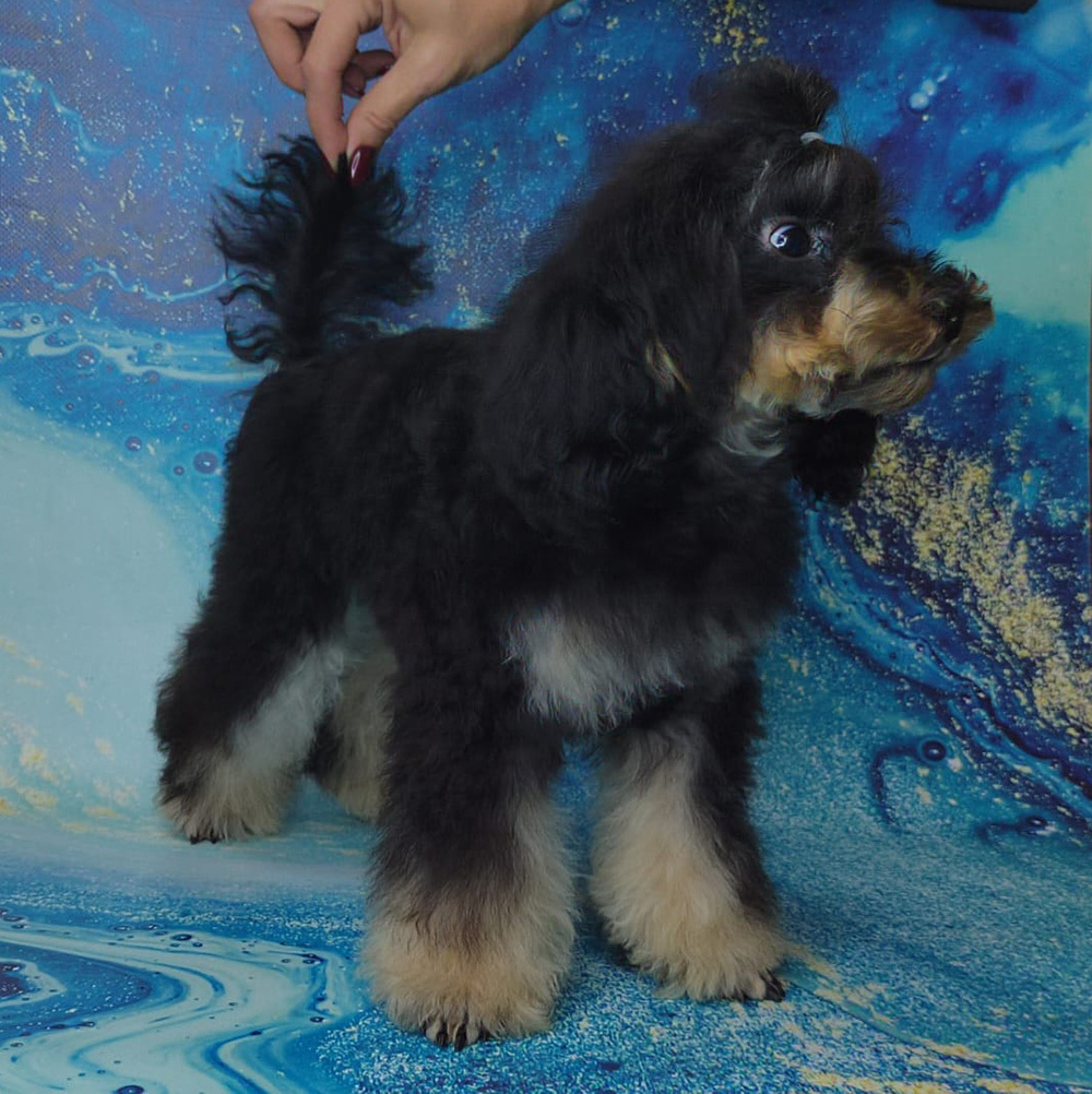 Щенок той пуделя фантом девочка ЧЕЕН