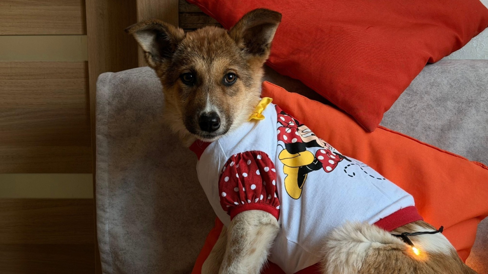 Добрые и красивые щенки