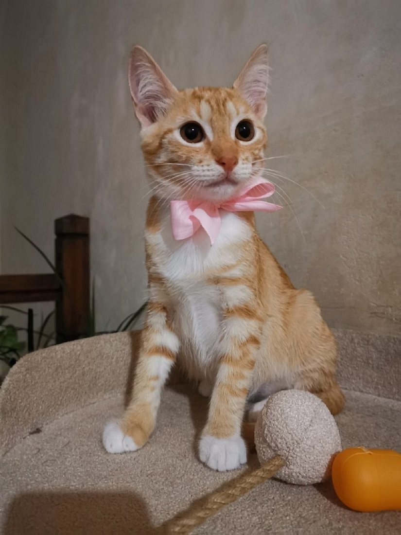 Молоденькая рыжая Злата ищет дом!