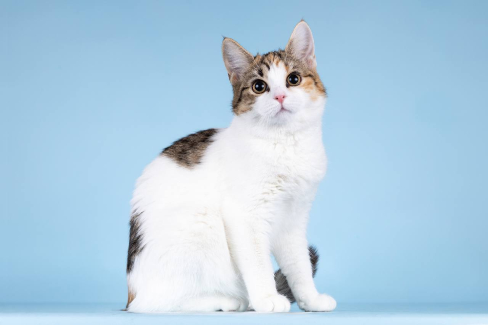 Для котёнка-подростка Ники ищем самые добрые руки.