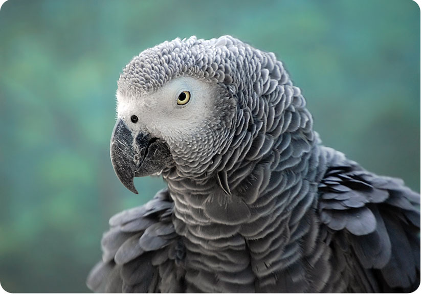 Куплю Жако до 200000₽