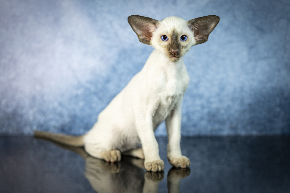 Сиамские Ориентальные высокопородные котята