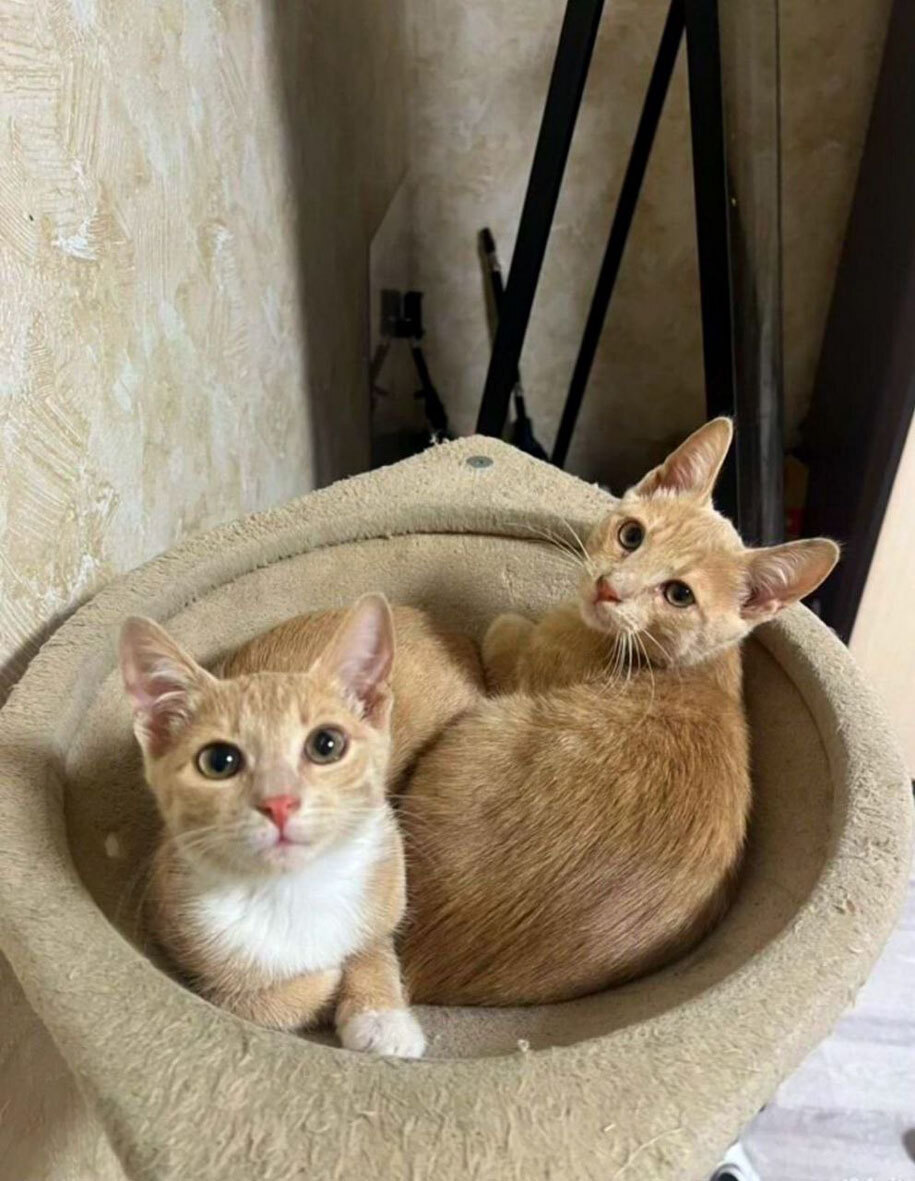 Очаровательные тигрята Рон и Гермиона в поисках дома!