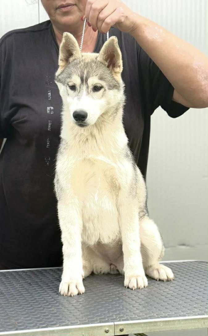 Сибирский хаски – щенок девочка