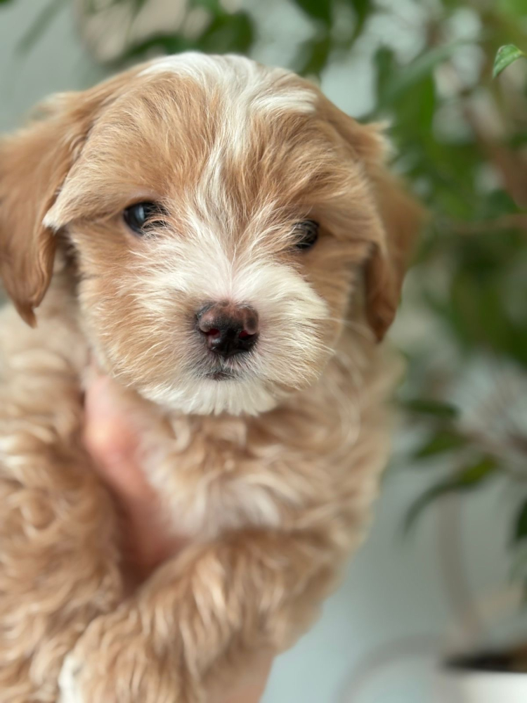 Мальтипу f1 мальчик