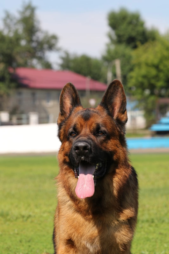 Щенки немецкой овчарки