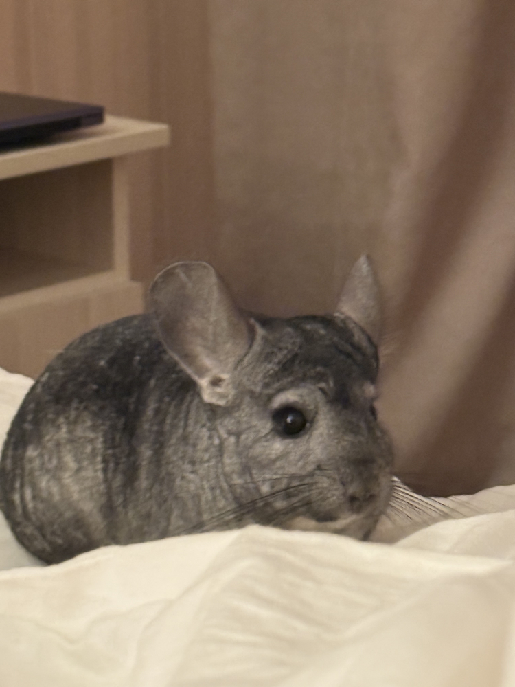 Шиншиллка Вивьен