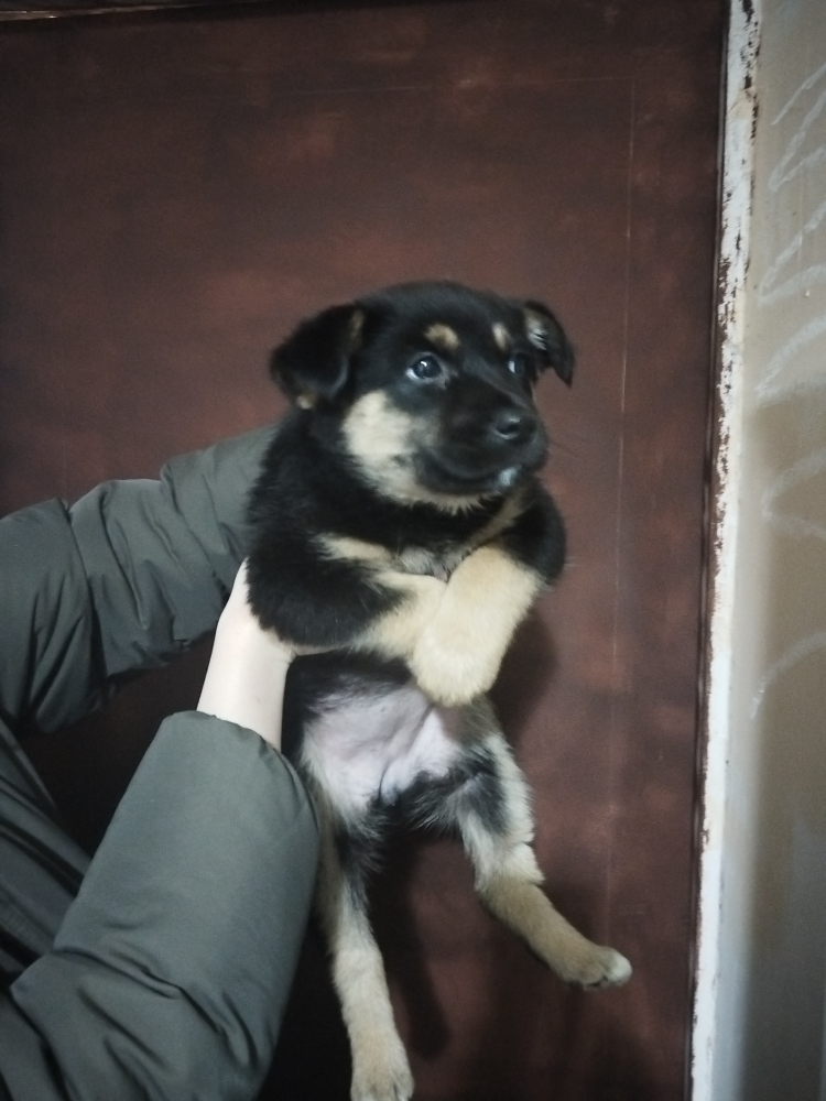 Немецкая овчарка