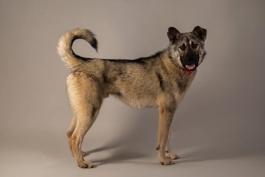 Ищет самую лучшую семью мальчик по кличке Атари