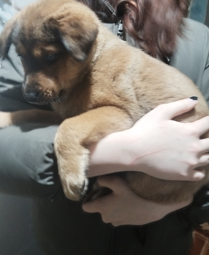 Щенки немецкой овчарки