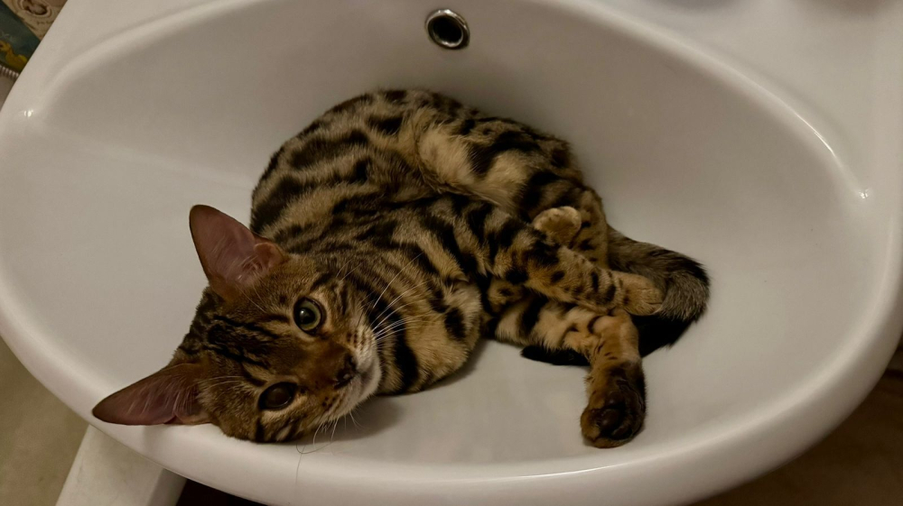 Котик Арчи в добрые руки