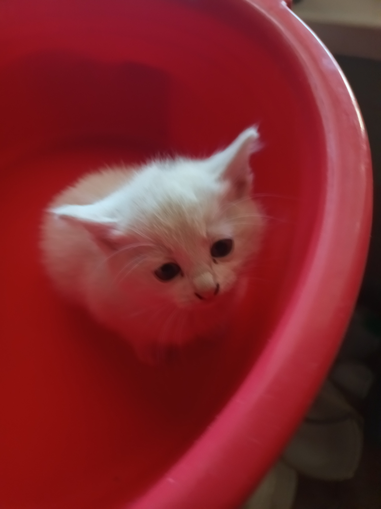 Котята белоснежные