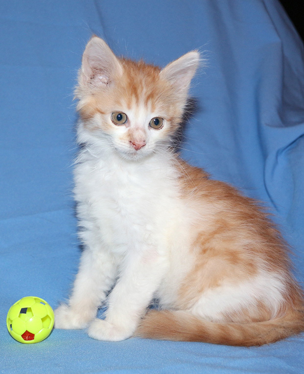 Красивые котята в дар