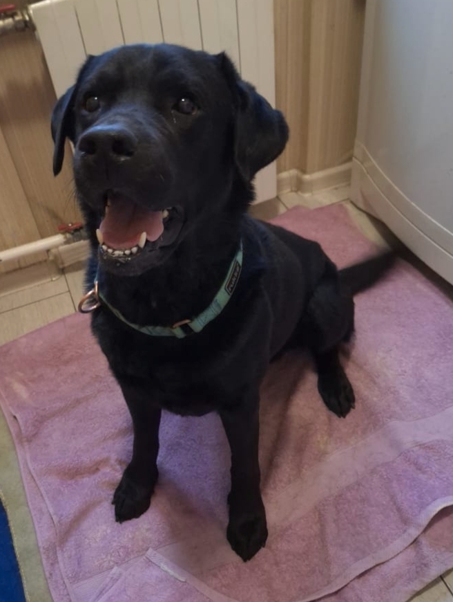 У Дэни две недели на поиски дома!