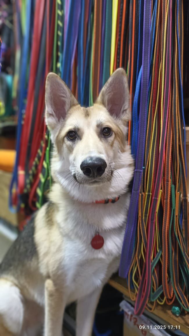 Лисенок ищет дом.