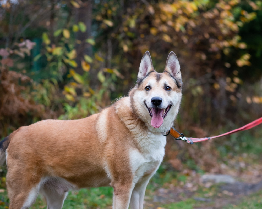 Пёс, напоминающий японскую породу