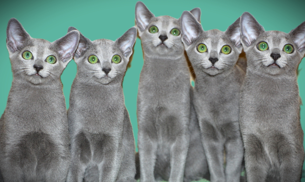 Русские голубые котята с европейскими родословными (потомки императрицы Екатерины II)