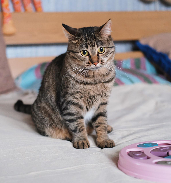 Юная нежная кошечка Ася в добрые руки