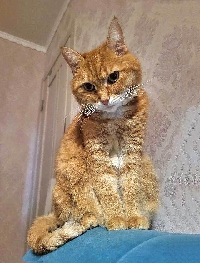 Рыжее солнышко кошечка Алиса ищет дом