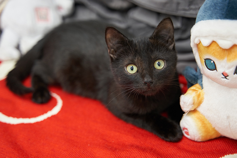 Чёрные котята Оникс и Отелло в добрые руки