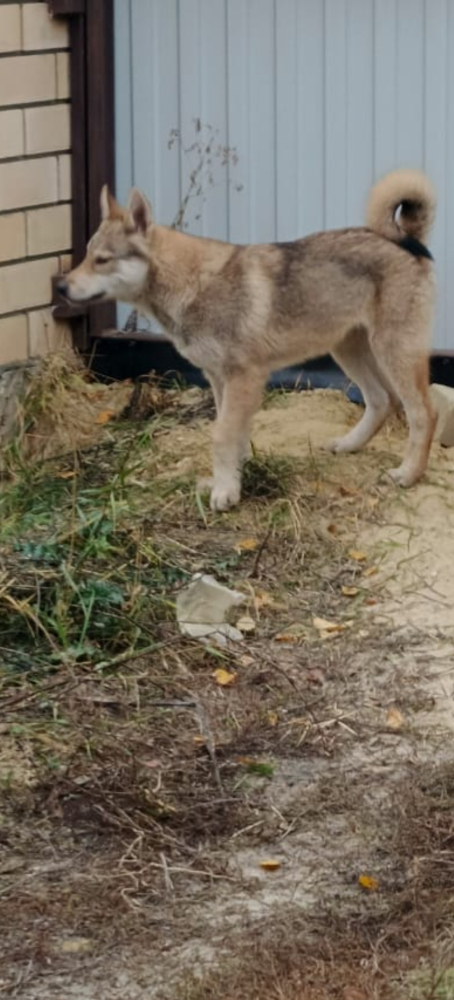 Щенки ЗСЛ девочки