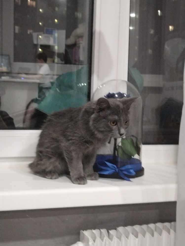 Ласковая кошечка Мышка ищет дом