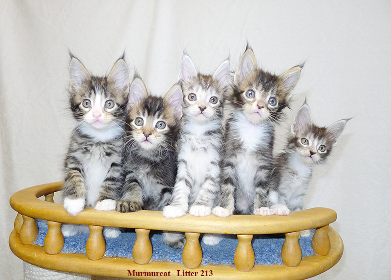 Мейн куны из питомника