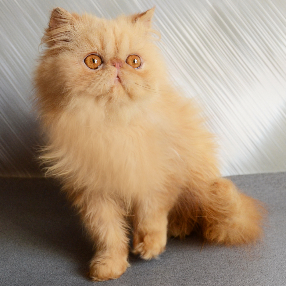 Персидский котёнок, котята персы