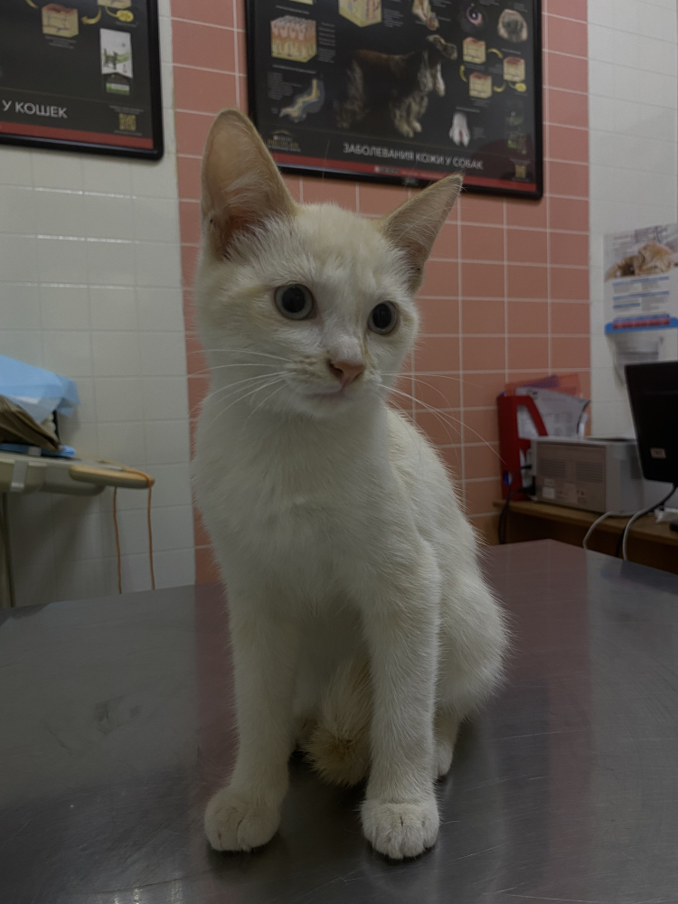 Помогите малышке найти свой дом❤️