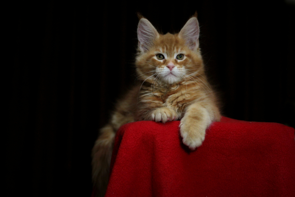 Продам котят мен кунов ( мальчики )