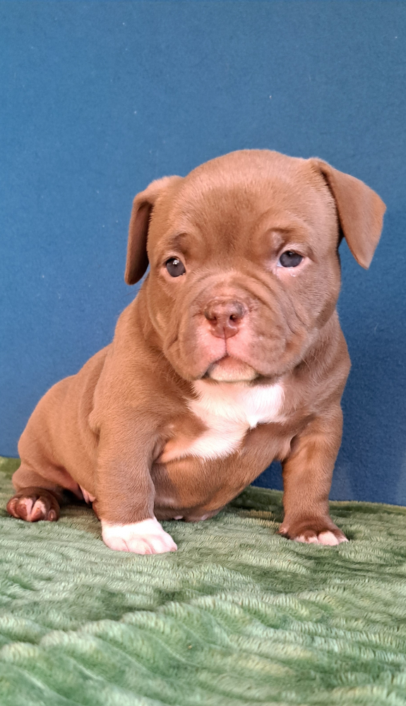 Щенки американский булли