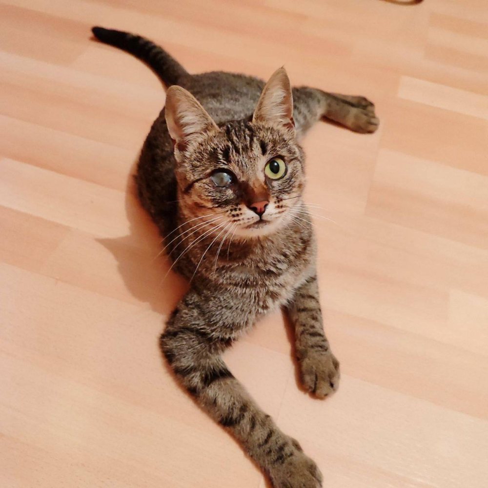 Кошка Бусинка ищет дом!