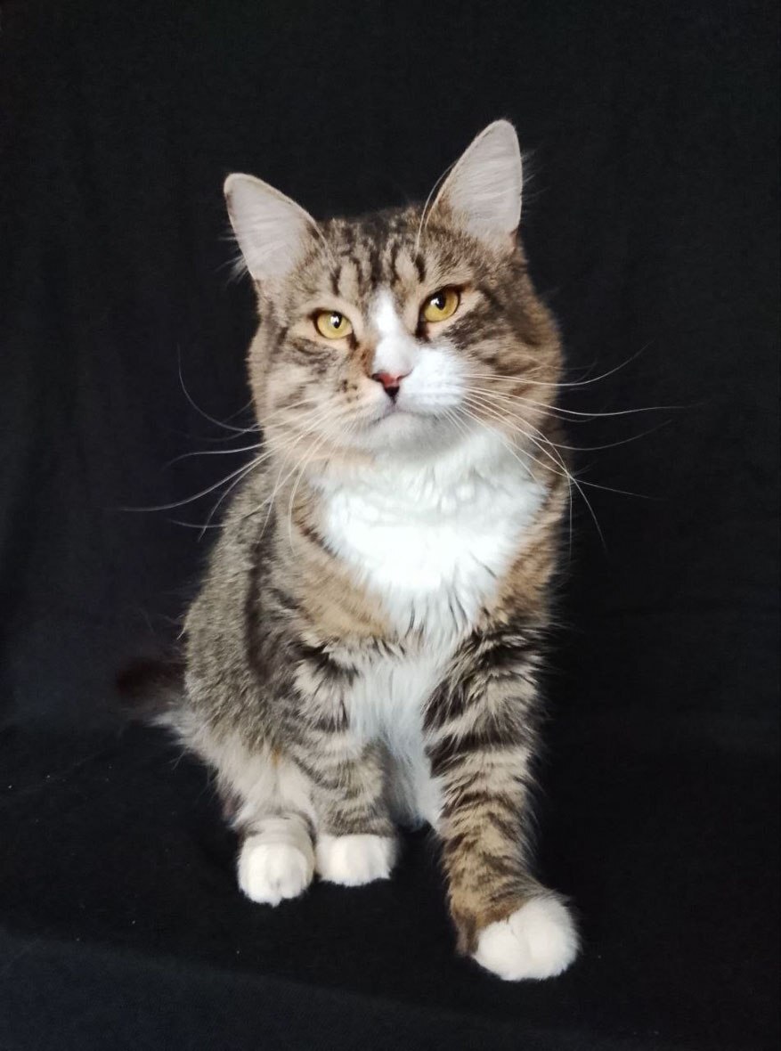 Котик Рафаэль ищет дом!