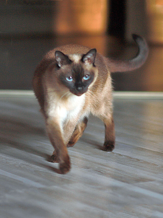 Ищет дом пожилая, очень нежная тайская кошка по имени Сюся