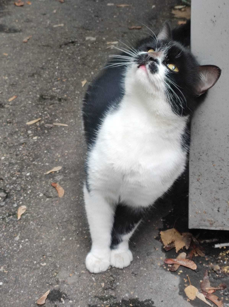 Феликс ищет дом