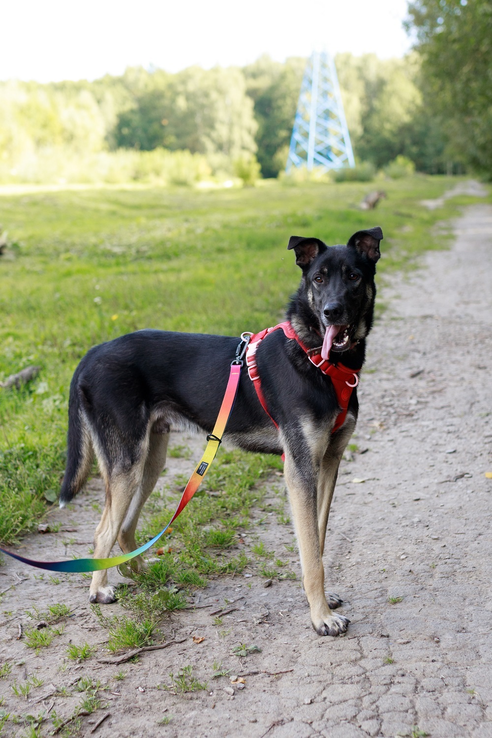 Молодой песик Бакс ищет дом!